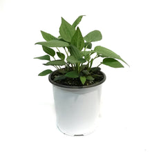 Load image into Gallery viewer, Rudbeckia, 1 GAL, Goldsturm
