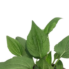 Load image into Gallery viewer, Rudbeckia, 1 GAL, Goldsturm