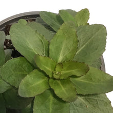 Load image into Gallery viewer, Sedum, 1 gal, Upright NOVA Cherry Fizz