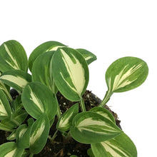 Load image into Gallery viewer, Hosta, 5in, Pandoras Box