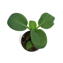 Load image into Gallery viewer, Hosta, 5in, Blue Umbrella