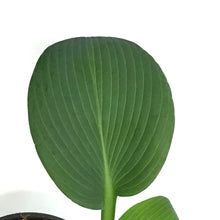 Load image into Gallery viewer, Hosta, 5in, Blue Umbrella