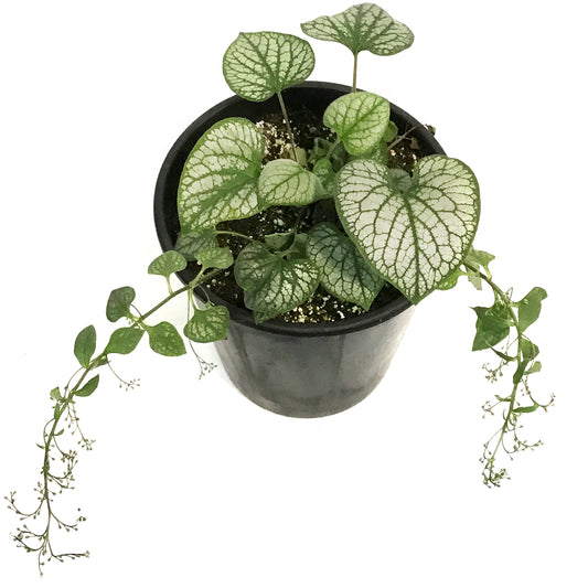 Brunnera,2 gal, Jack Frost
