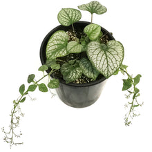 Load image into Gallery viewer, Brunnera,2 gal, Jack Frost