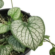 Load image into Gallery viewer, Brunnera,2 gal, Jack Frost