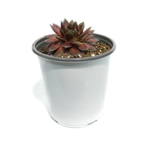 Load image into Gallery viewer, Sempervivum, 1 gal, Hardy Species Mixed