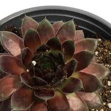 Load image into Gallery viewer, Sempervivum, 1 gal, Hardy Species Mixed