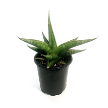 Load image into Gallery viewer, Sansevieria, 3.5in, Prabu