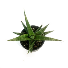 Load image into Gallery viewer, Sansevieria, 3.5in, Prabu