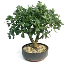 Load image into Gallery viewer, Bonsai 8in, Bowl, Assorted