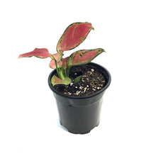 Load image into Gallery viewer, Aglaonema, 4in, Beauty