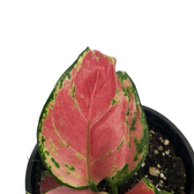 Load image into Gallery viewer, Aglaonema, 4in, Beauty