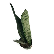 Load image into Gallery viewer, Sansevieria, 3.5in, Zeylanica