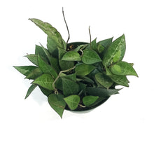 Load image into Gallery viewer, Hoya, 6in Black Margin