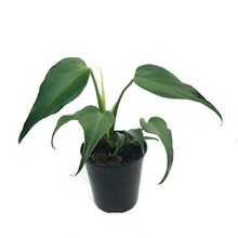 Load image into Gallery viewer, Monstera, 6in, Burle Marx Flame