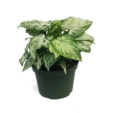 Load image into Gallery viewer, Syngonium, 6in, Holly