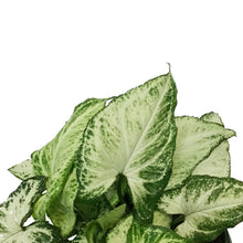Load image into Gallery viewer, Syngonium, 6in, Holly