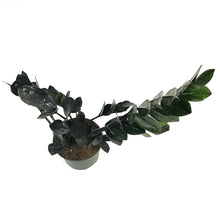 Load image into Gallery viewer, ZZ Plant, 6in, Black