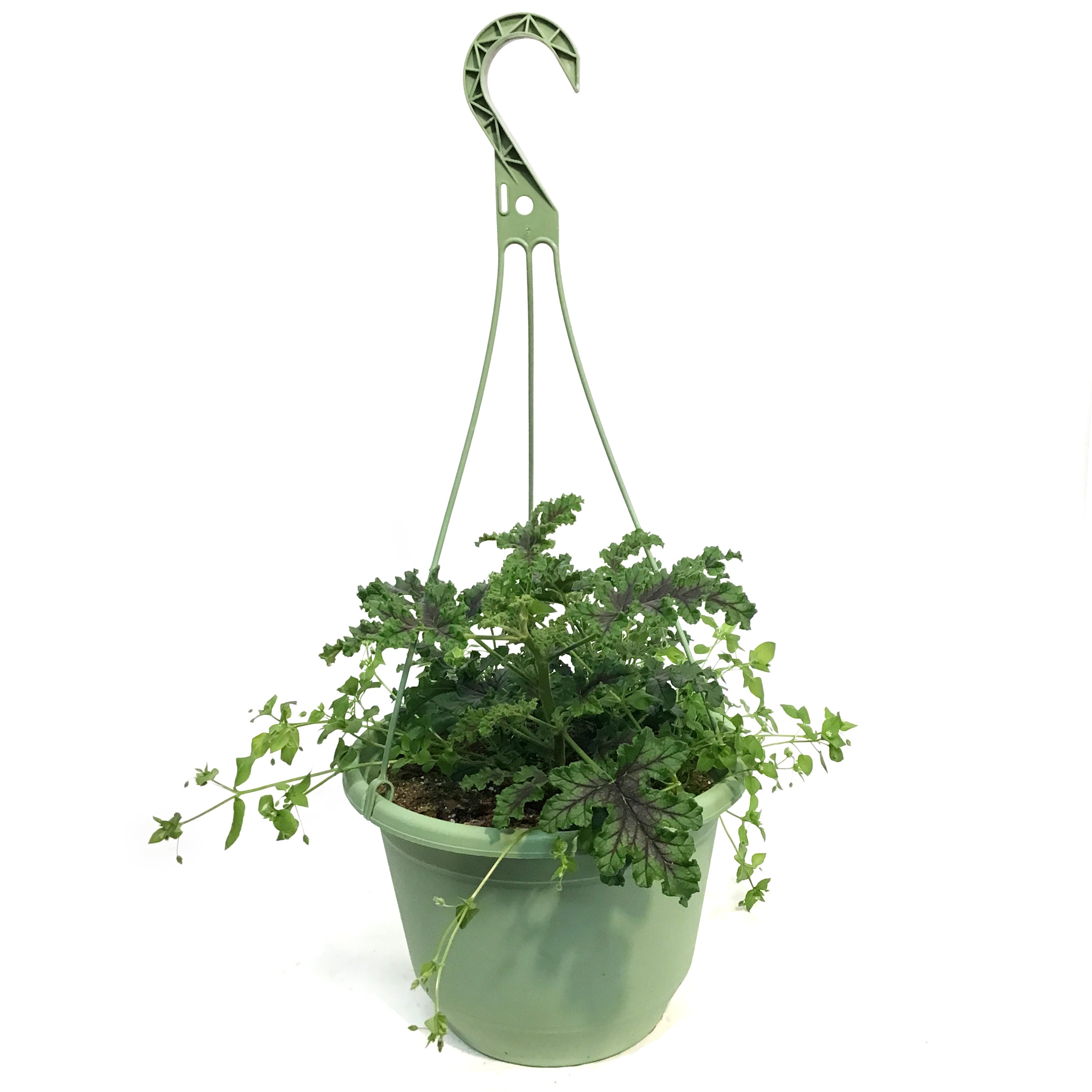 Hanging Basket, 10in, Citronella, Assorted