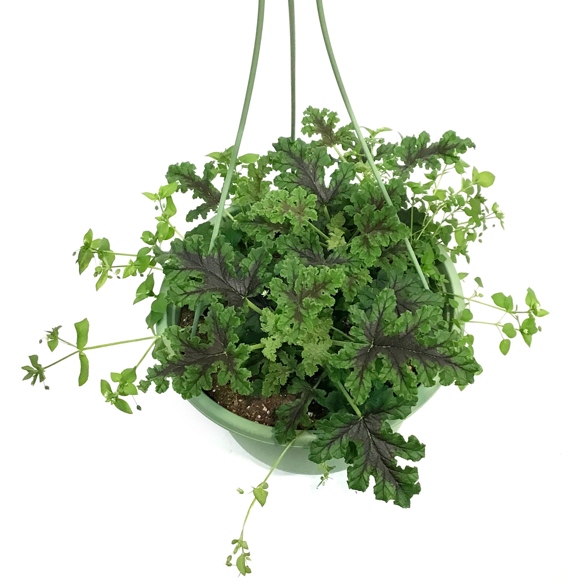 Hanging Basket, 10in, Citronella, Assorted  Floral Acres Greenhouse &  Garden Centre