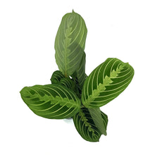 Load image into Gallery viewer, Maranta, 3.5in, Lemon,