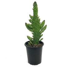 Load image into Gallery viewer, Cactus, 3.5in, Opuntia Monocantha 'Joseph's Coat'