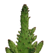 Load image into Gallery viewer, Cactus, 3.5in, Opuntia Monocantha 'Joseph's Coat'