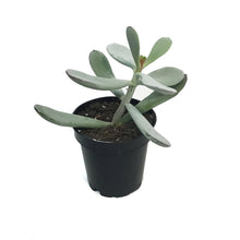 Load image into Gallery viewer, Succulent, 3.5in, Cotyledon Silver Peak