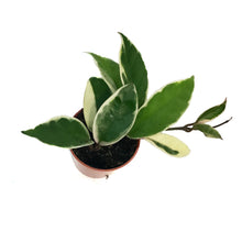 Load image into Gallery viewer, Hoya, 2.5in, Carnosa Krimson Queen