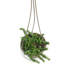 Load image into Gallery viewer, Hottentot, 6in,HB