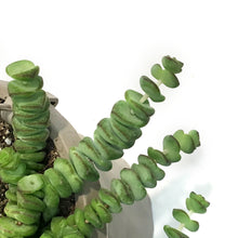 Load image into Gallery viewer, Hottentot, 6in,HB