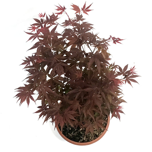 Patio Bowl, Japanese Maple