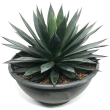 Load image into Gallery viewer, Agave, 50cm, Blue Glow