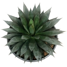 Load image into Gallery viewer, Agave, 50cm, Blue Glow
