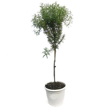 Load image into Gallery viewer, Patio Pot, Rosemary