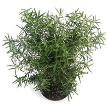 Load image into Gallery viewer, Patio Pot, Rosemary