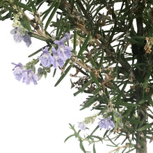 Load image into Gallery viewer, Patio Pot, Rosemary