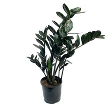 Load image into Gallery viewer, ZZ Plant, 5in, Black