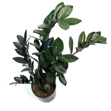 Load image into Gallery viewer, ZZ Plant, 5in, Black