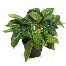 Load image into Gallery viewer, Aglaonema, 8in, Golden Papaya