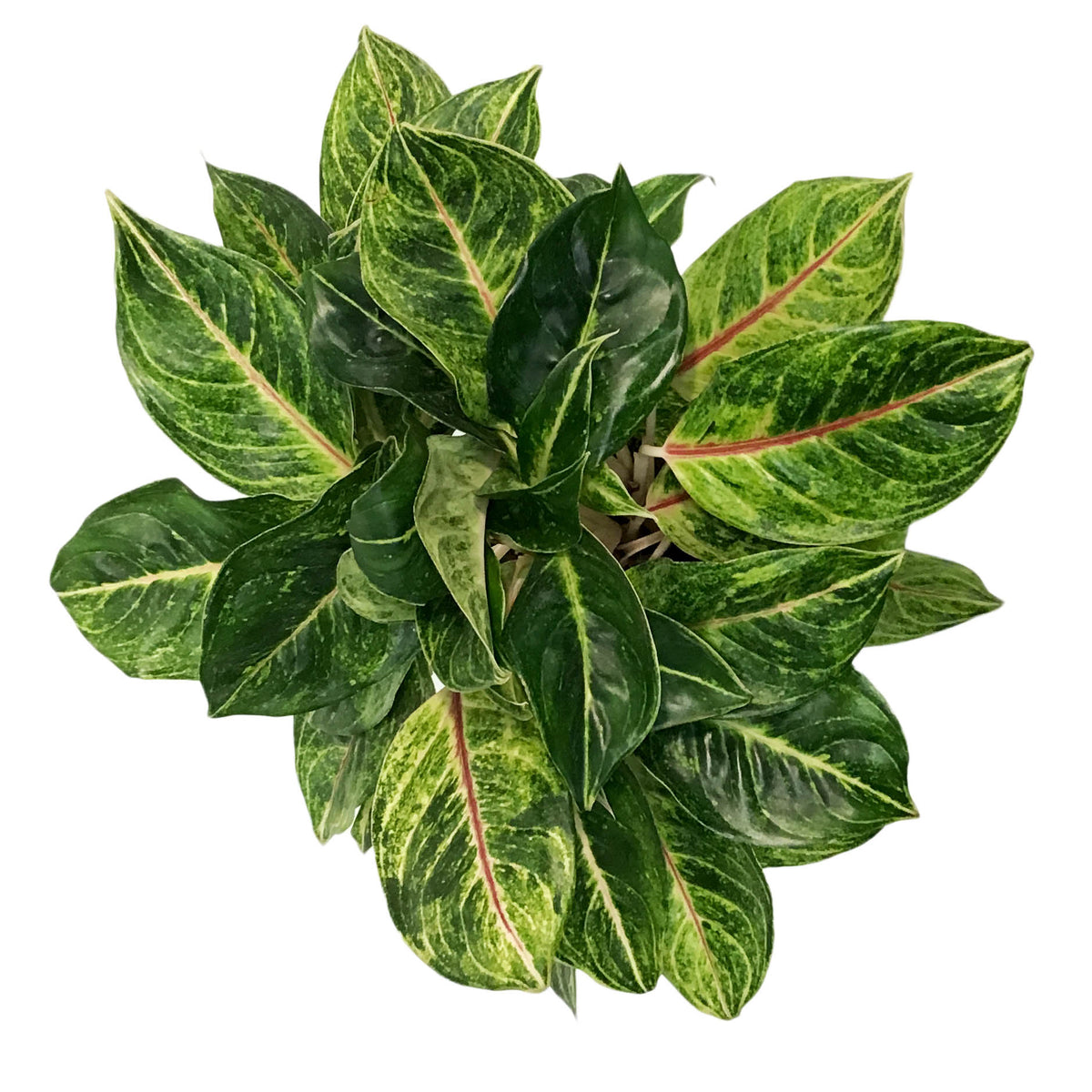 aglaonema papaya Aglaonema, 8in, Golden Papaya – Floral Acres Greenhouse & Garden Centre