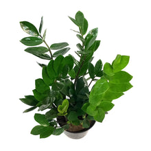 Load image into Gallery viewer, ZZ Plant, 5in, chameleon