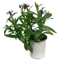 Load image into Gallery viewer, Centaurea Montana, 1Gal, Amethyst Dream