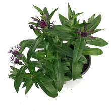 Load image into Gallery viewer, Centaurea Montana, 1Gal, Amethyst Dream