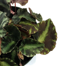 Load image into Gallery viewer, Begonia, 4in, Cleopatra