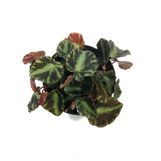 Begonia, 4in, Cleopatra