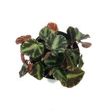 Load image into Gallery viewer, Begonia, 4in, Cleopatra