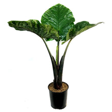 Load image into Gallery viewer, Alocasia, 10in, Dark Star
