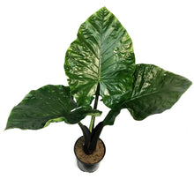 Load image into Gallery viewer, Alocasia, 10in, Dark Star