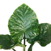 Load image into Gallery viewer, Alocasia, 10in, Dark Star